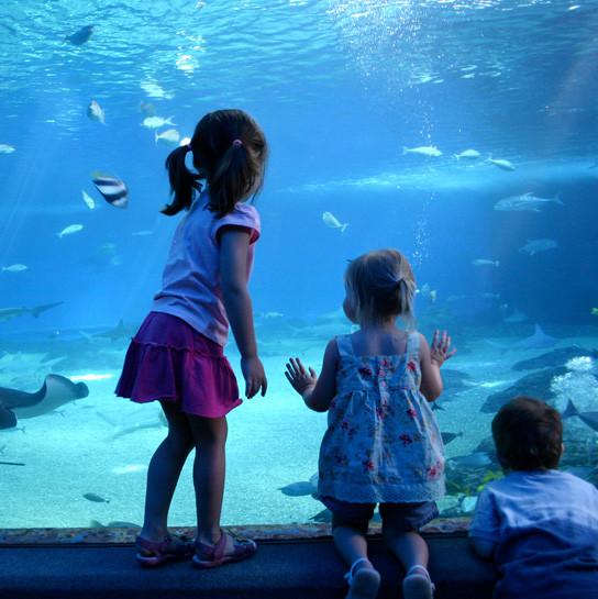 media.Servizi-Acquario-Cattolica-Hotel-Atlantic-Riccione