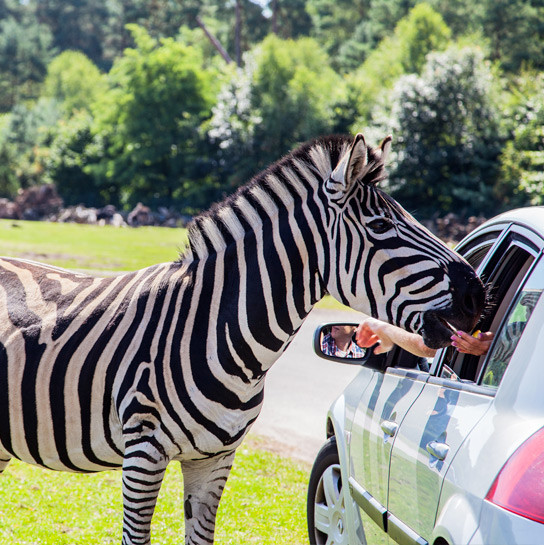 media.Servizi-Zoo-Safari-Hotel-Atlantic-Riccione